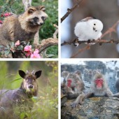 Những loài động vật chỉ có thể tìm thấy ở Nhật Bản